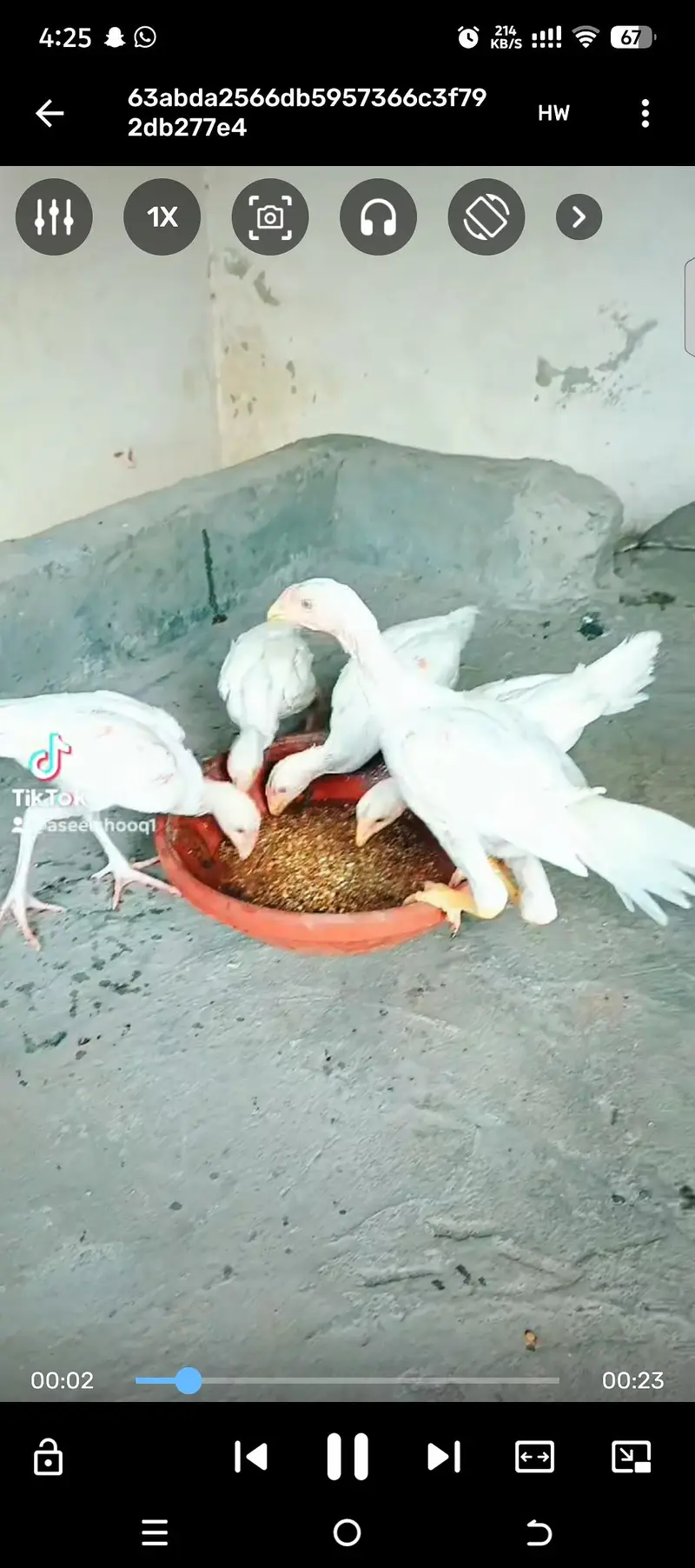 Heera Chiks eatch price 7500 — photo 11