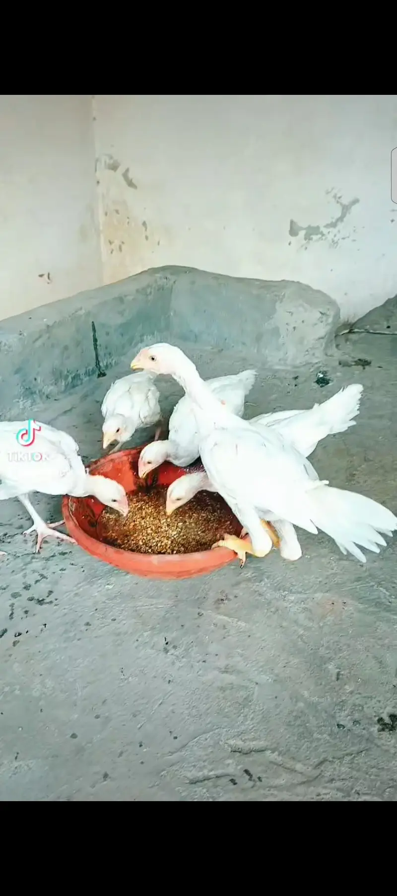 Heera Chiks eatch price 7500 — photo 12