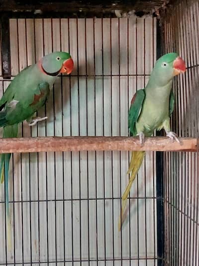 Raw breeder pair with big cage and box