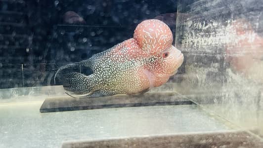 Premium quality flowerhorns male