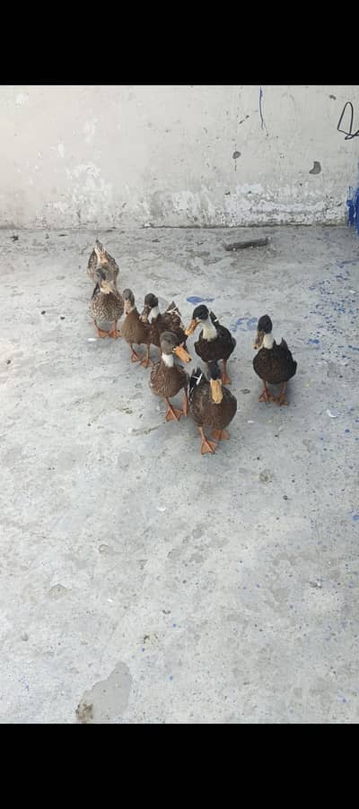Khaki Campbell Duck
