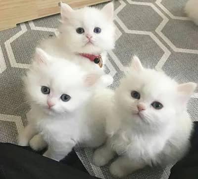 (Persian female kitten) (for sale all) (Pakistan delivery available)