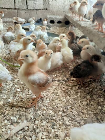 Golden Misri chicks