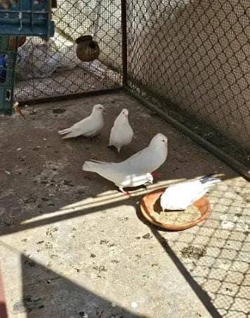 Whiite Pigeons Breeding Pairs