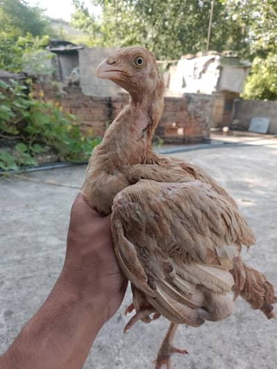 Best Aseel Chicks Pair