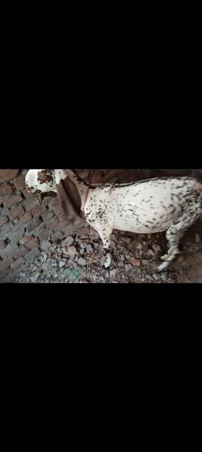 makani Chini barki for Sale