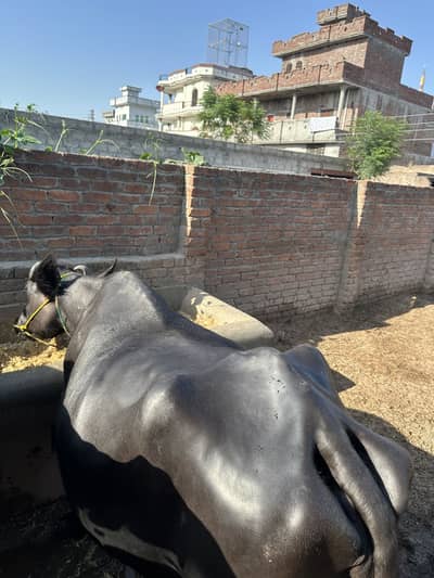 Buffalow