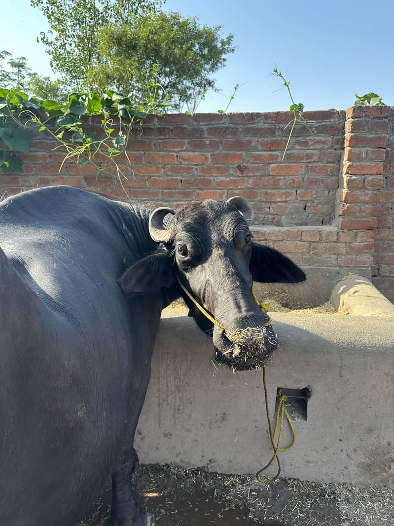 Buffalow 1