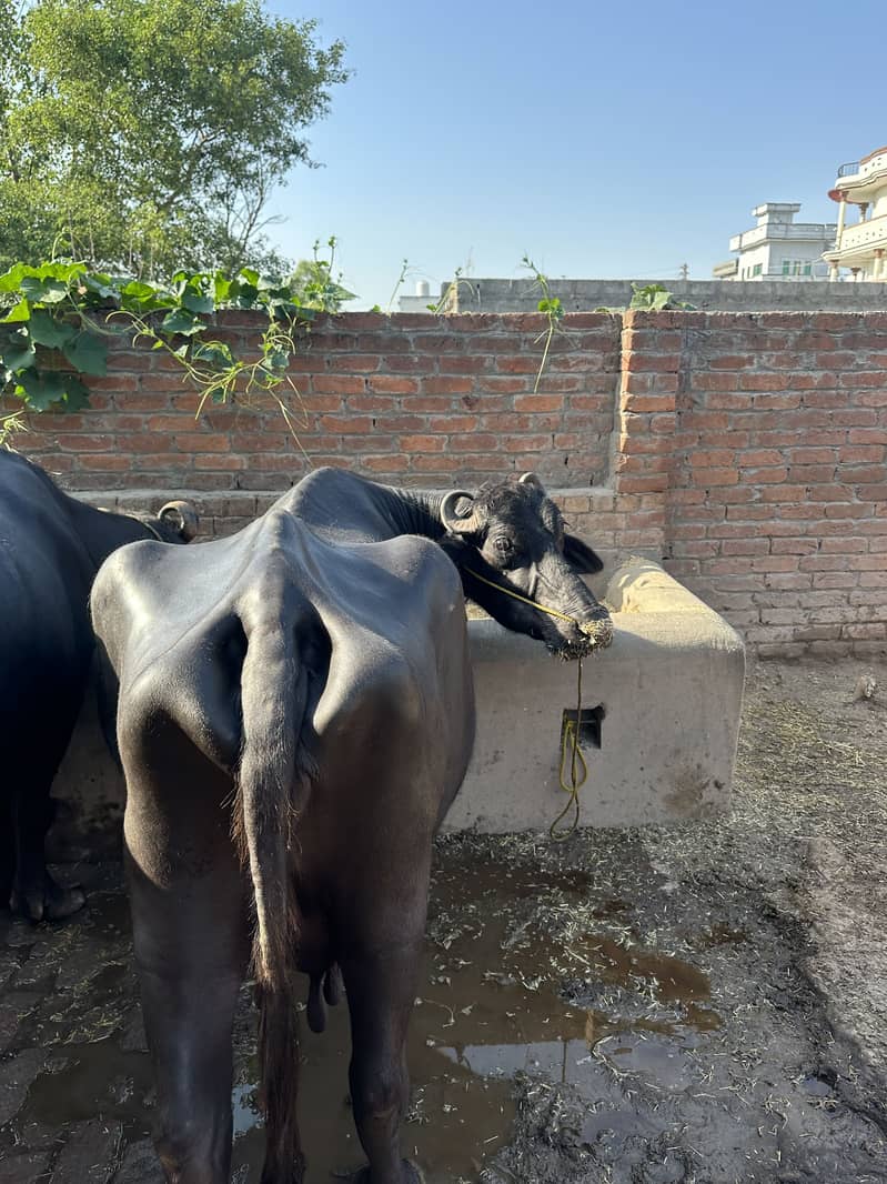 Buffalow 2