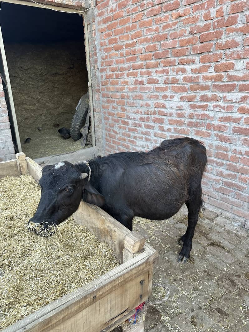 Buffalow 3