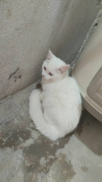 Single Coated Persian Cat 