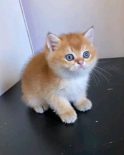 Cats | Persian | kittens =¥=| Blue Eyes| 3 kot | O348O29O146 | WA