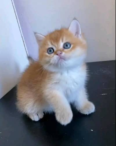 Cats | Persian | kittens |  Blue Eyes | O348O163O63 щatsap^⁠_⁠^