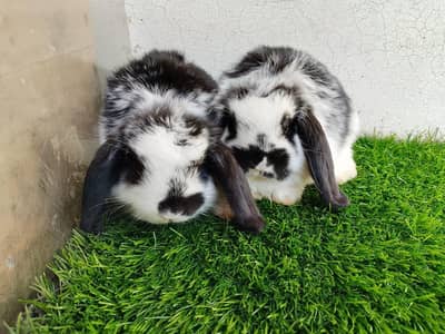 Fancy  Rabbits breeds Available  at best price