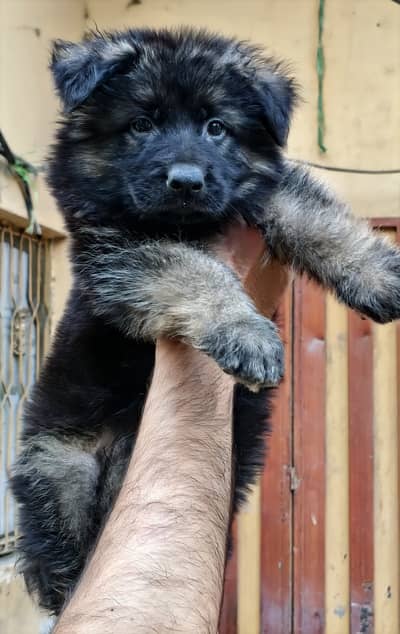 Black shepherd | gsd | Puppy | Shepherd Dog | Puppies | Long Coat