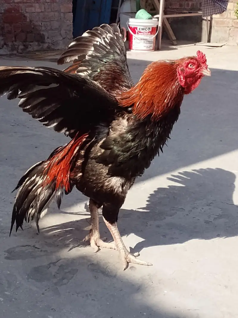 Lakha Aseel Murga