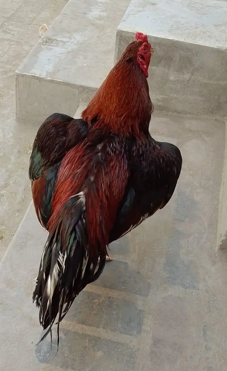 Lakha Aseel Murga — photo 2
