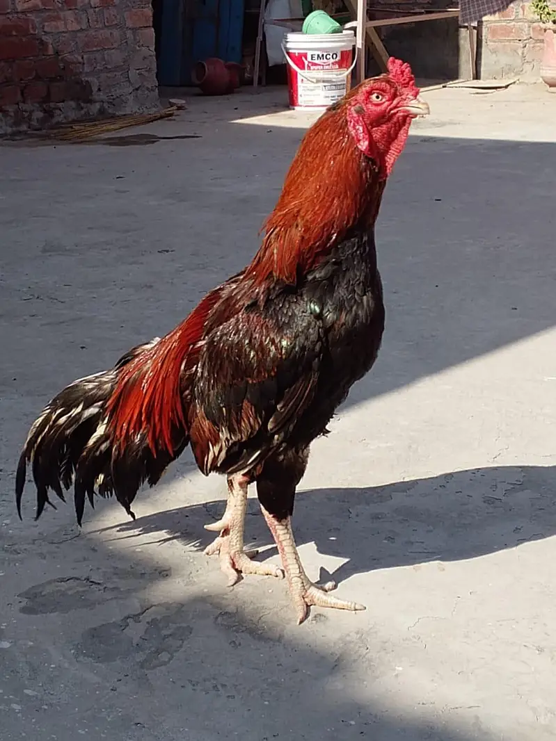 Lakha Aseel Murga — photo 3