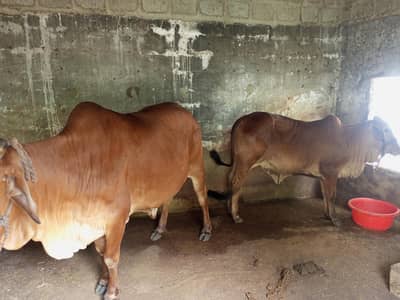 sain wal cow and bachhri for sell