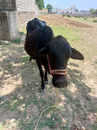 Cow for urgent sale
