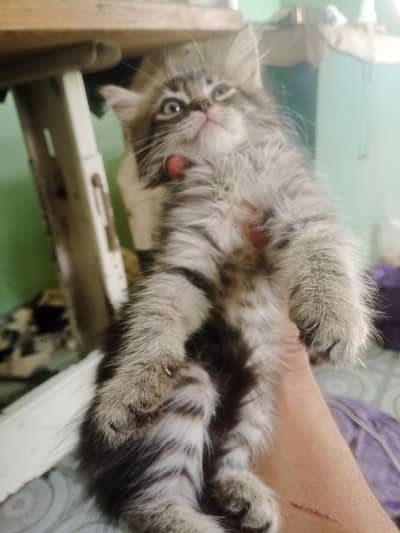 Persian triple Court kitten