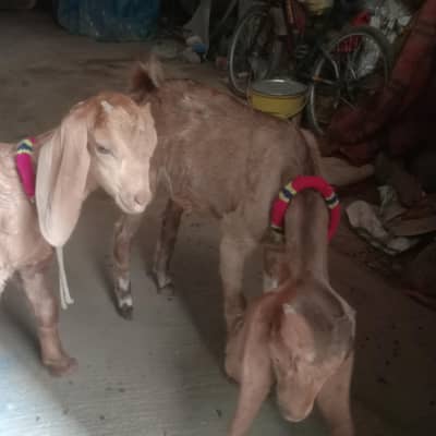 teddy goat kids pair