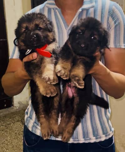 German shephard double coat puppies for sale top quality