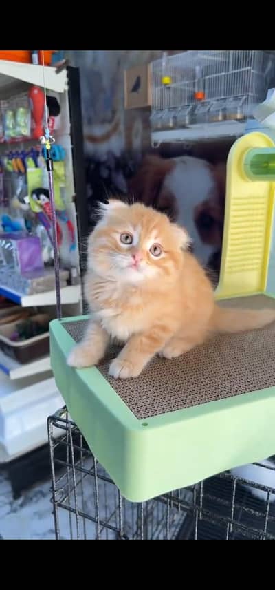 Quality Persian Punch face cat & kitten is03194866952Whatsapp