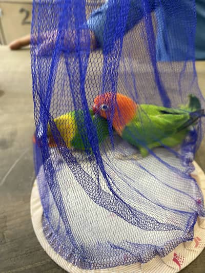 Orange conure pair parrot