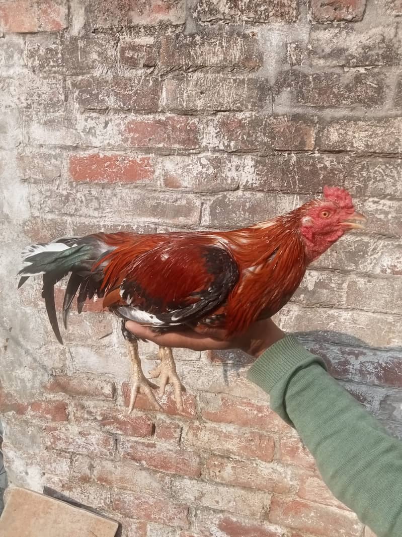 Murga 2