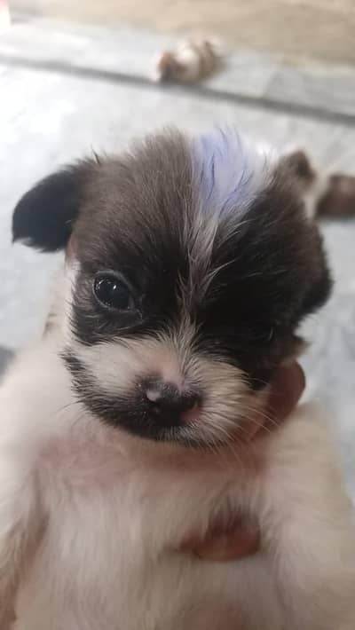 shihtzu dogs male and female