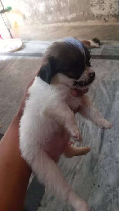 shihtzu dogs male and female