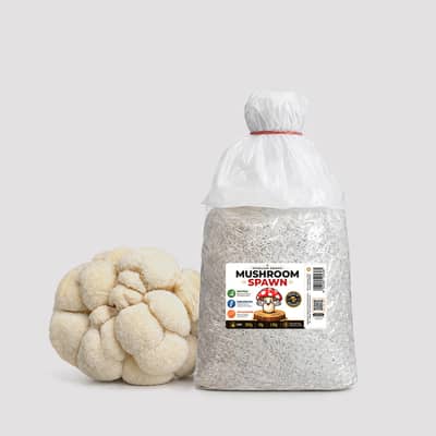 Fresh Mushroom Spawn Available High Yield, Lab Produced, All Pakistan