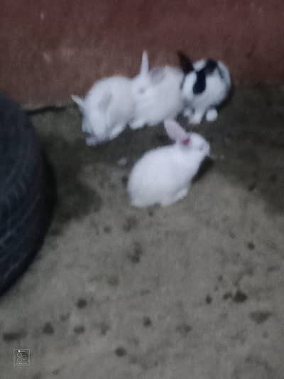 Rabbit babies 4