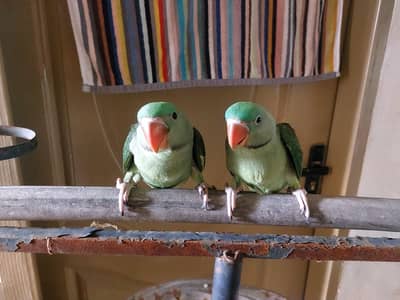 Raw tame parrot pair