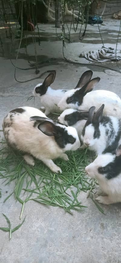 7 rabbit  are Sall