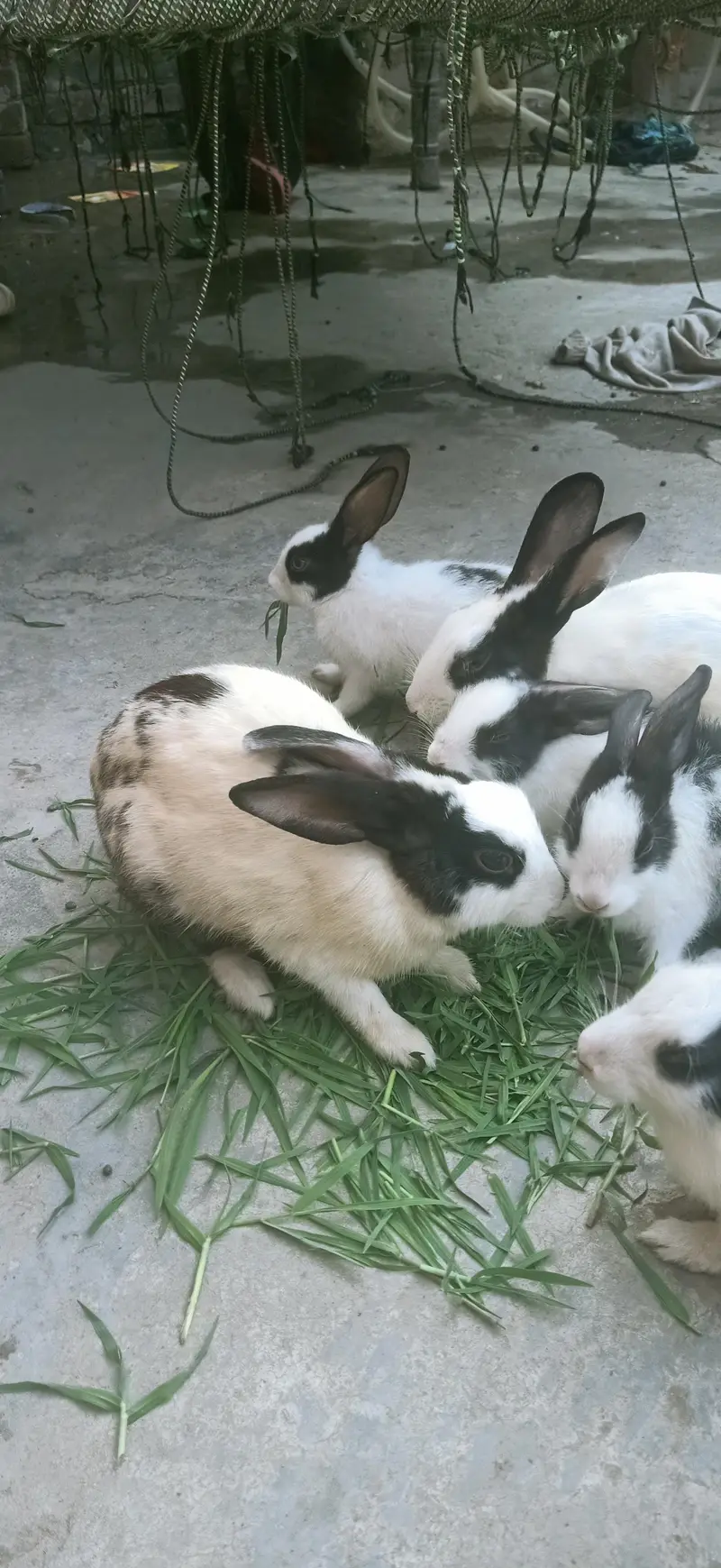 7 rabbit  are Sall — photo 2