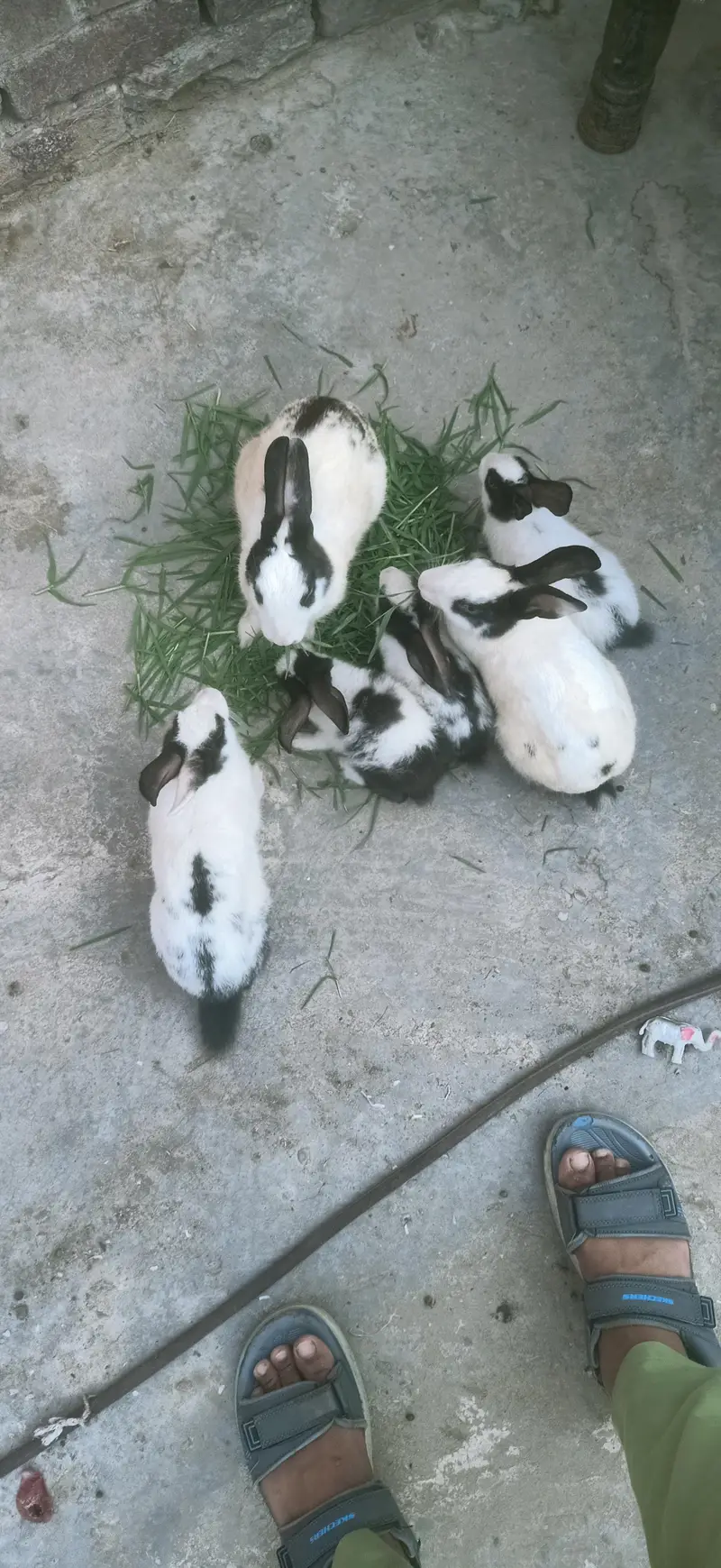 7 rabbit  are Sall — photo 3