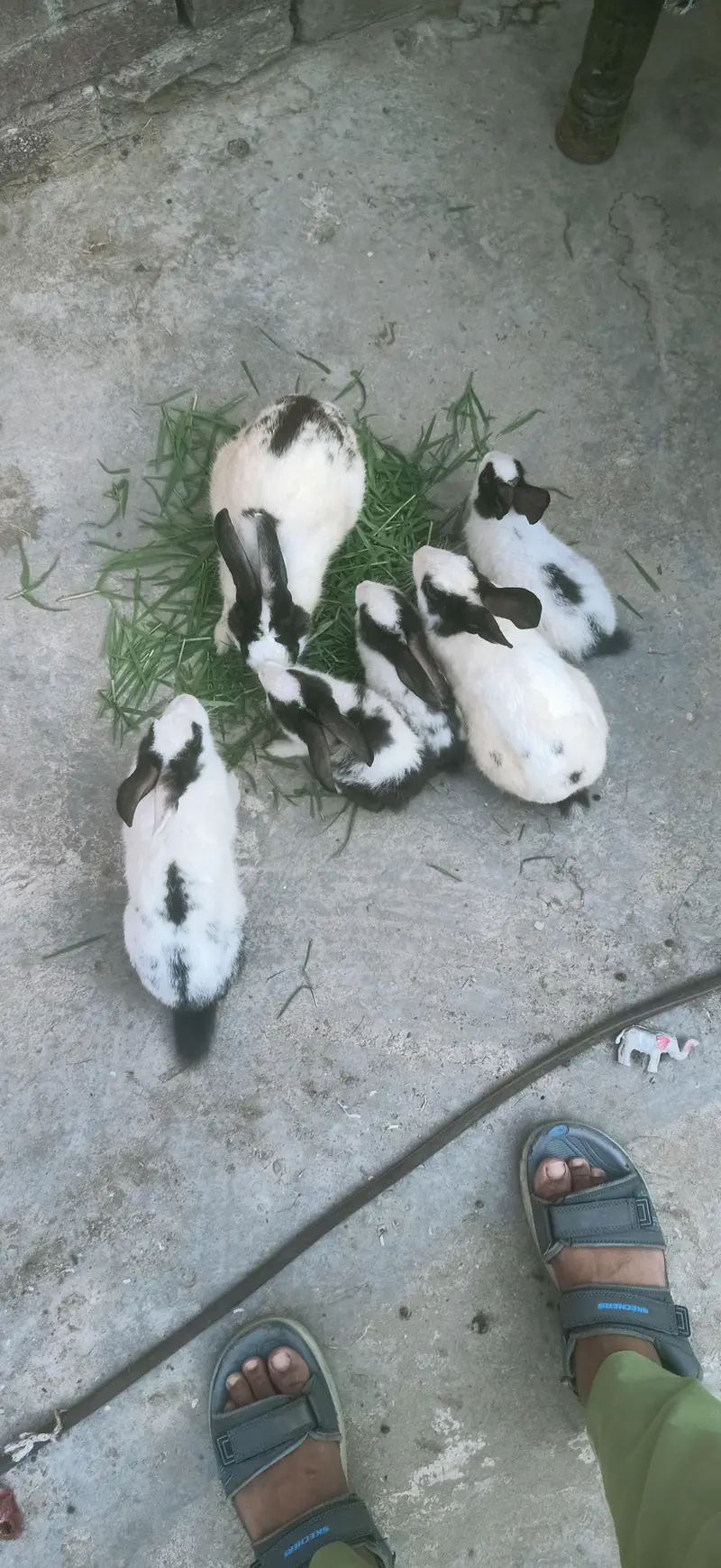 7 rabbit  are Sall — photo 4