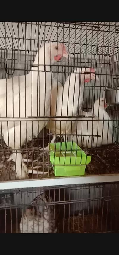 White Buff 1 Male 3 female