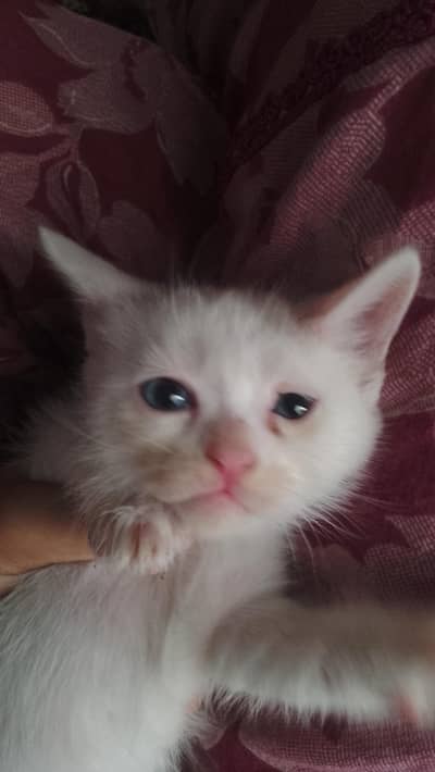 percain baby cat for sale reasonable price looking for caring faimly