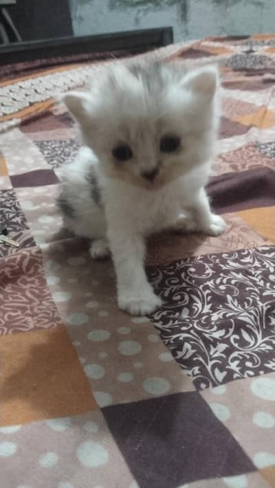 4 kitten fully healthy and playing