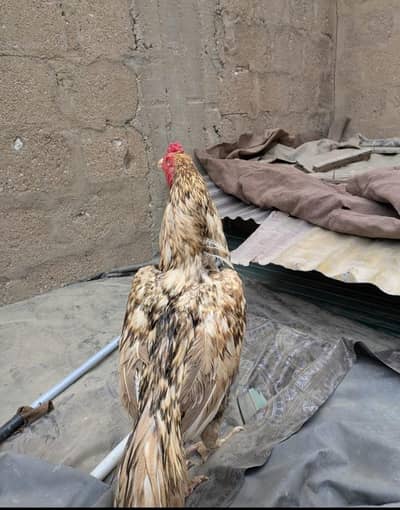 Strong Legs | Attractive Golden Color