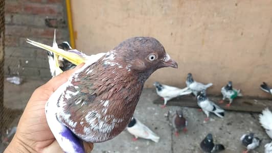 20 pigeons
