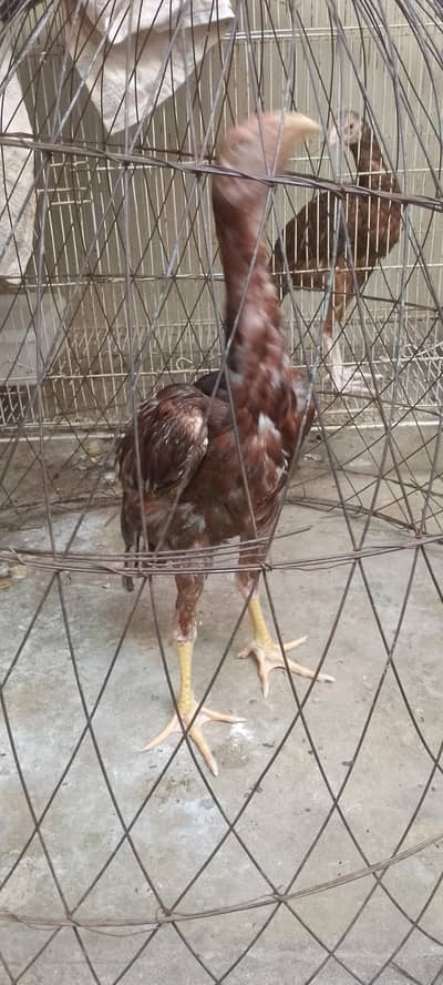 home breed Cheena breed ka patha