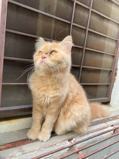 Milo: A brown male cat