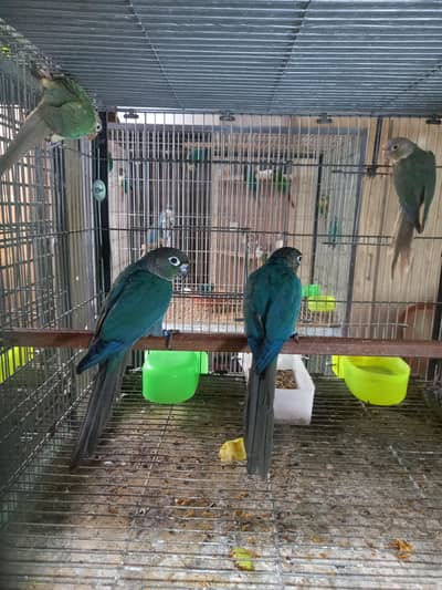 Blue turquoise conure pair available/ parrots