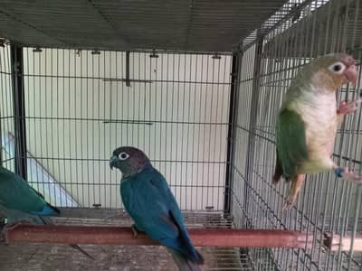 Blue turquoise/torqouise conure pair available/ parrots