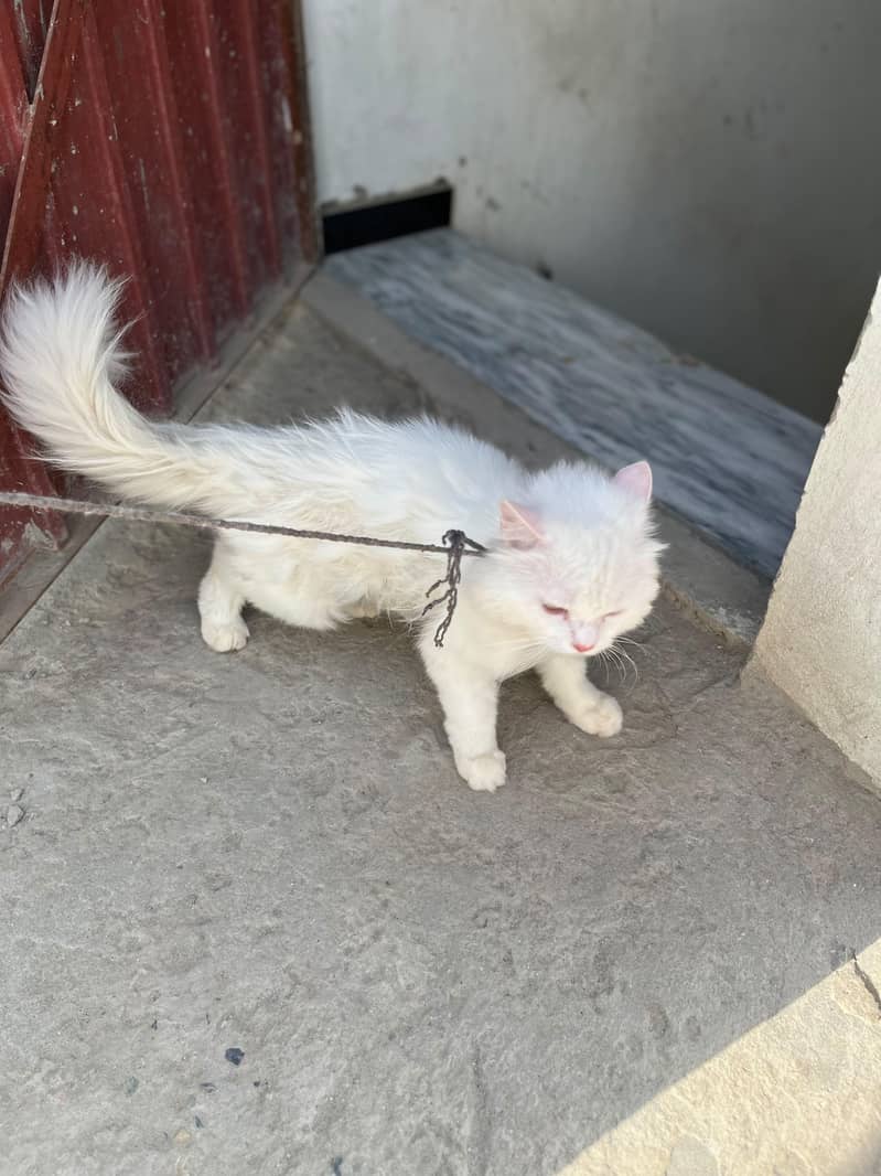 persion cat 1