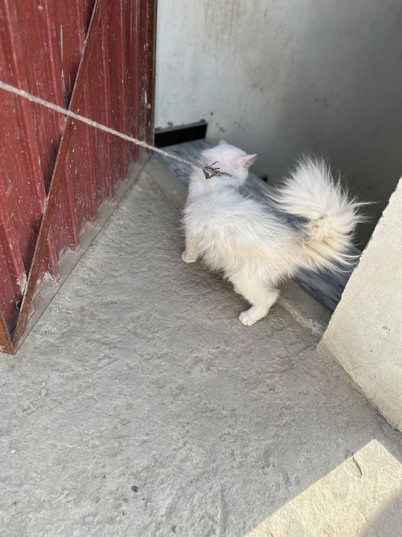 persion cat 2